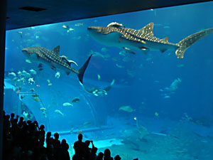 デカイ。ほんと、デカイ。